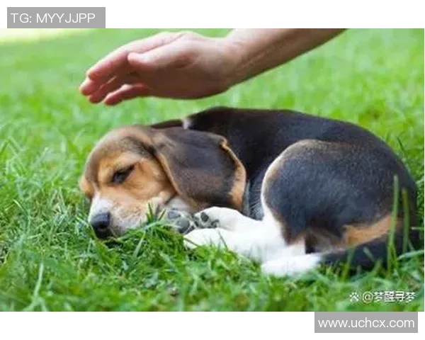 足球明星们的爱犬生活揭秘与他们的狗狗趣事分享